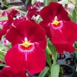 Miltoniopsis Bert Fields 'Eileen’ AM/AOS (3.5" Pot)