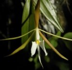 Epidendrum nocturnum (Night Fragrance) (2” pot)