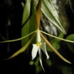 Epidendrum nocturnum (Night Fragrance) (2” pot)