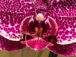 In Spikes Phalaenopsis Dtps. Leopard King (4.5" pot) - Image 5
