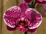 In Spikes Phalaenopsis Dtps. Leopard King (4.5" pot) - Image 4