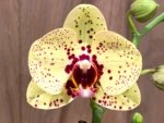 In Spikes Phalaenopsis I-Hsin Picachu (4.5" pot) - Image 3