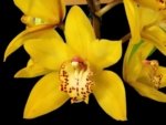 Cymbidium Milton Carpenter 'Everglades Gold' AM/AOS (3.5" pot)