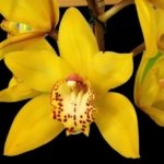 Cymbidium Milton Carpenter 'Everglades Gold' AM/AOS (3.5" pot)