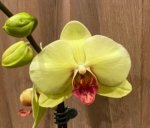 Double Spikes Phalaenopsis Fuller’s Sunset OX (4.5" pot) - Image 4