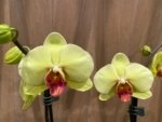 Double Spikes Phalaenopsis Fuller’s Sunset OX (4.5" pot) - Image 5