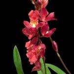 Howeara Lava Burst ‘Puanani’ AM/AOS Blooming Size (3.5” pot)