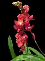 Howeara Lava Burst ‘Puanani’ AM/AOS Blooming Size (3.5” pot)