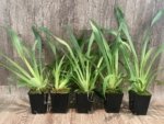 Triple Spikes Miltoniopsis Hajime Ono (3.5" Pot) - Image 3
