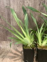 Triple Spikes Miltoniopsis Hajime Ono (3.5" Pot) - Image 5
