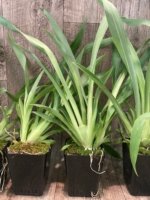 Triple Spikes Miltoniopsis Hajime Ono (3.5" Pot) - Image 7