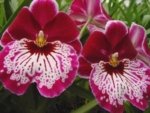 Quadruple Spikes Miltoniopsis Hajime Ono 'Maui Falls' AM/AOS (3.5" Pot)