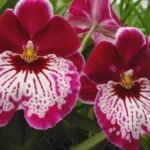 5 Spikes Miltoniopsis Hajime Ono 'Maui Falls' AM/AOS (3.5" Pot)