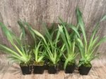 Triple Spikes Miltoniopsis Hajime Ono (3.5" Pot) - Image 4
