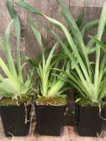 Triple Spikes Miltoniopsis Hajime Ono (3.5" Pot) - Image 6
