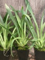 Triple Spikes Miltoniopsis Hajime Ono (3.5" Pot) - Image 8