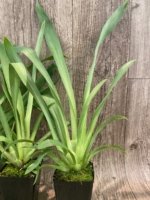 Triple Spikes Miltoniopsis Hajime Ono (3.5" Pot) - Image 9