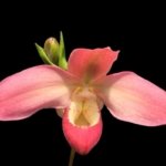 Phragmipedium Quintal's Twilight (QF Quintal Bang × twilight) (4" pot)