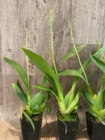 In Spike Beallara Big Shot 'Pink Panther' (3.5” Pot) - Image 4