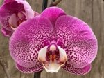 In Spikes Phalaenopsis Jillion (4.5” Pot) - Image 2