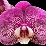In Spikes Phalaenopsis Jillion (4.5” Pot)