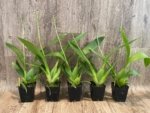 In Spike Beallara Big Shot 'Pink Panther' (3.5” Pot) - Image 2