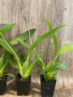 In Spike Beallara Big Shot 'Pink Panther' (3.5” Pot) - Image 6
