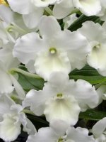 Dendrobium Spring Snow Large Plants with Multi Canes (4” pot) - Image 2