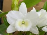 Dendrobium Spring Snow Large Plants with Multi Canes (4” pot)