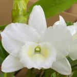 Dendrobium Spring Snow Large Plants with Multi Canes (4” pot)