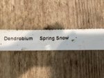 Dendrobium Spring Snow Large Plants with Multi Canes (4” pot) - Image 8