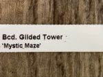 Double Spikes - Banfieldara Gilded Tower 'Mystic Maze' (3.5" pot) - Image 11