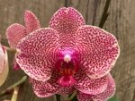 In Spikes Phalaenopsis Sogo Sun Beauty Huge Plant (4.5" pot) - Image 3