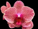 In Spikes Phalaenopsis Sogo Sun Beauty Huge Plant (4.5" pot)