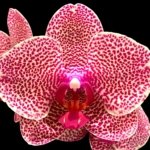 In Spikes Phalaenopsis Sogo Sun Beauty Huge Plant (4.5" pot)