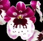 Triple Spikes Miltoniopsis Lila Fearneyhough 'Ethel’ (3.5” Pot)