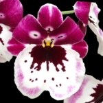 Quadruple Spikes Miltoniopsis Lila Fearneyhough 'Ethel’ (3.5” Pot)
