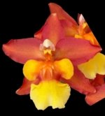 6 Spikes Oncidium Volcano Midnight ‘Volcano Queen' Compact (3.5” pot)