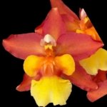 Triple Spikes Oncidium Volcano Midnight ‘Volcano Queen' Compact (3.5” pot)