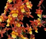 Quadruple Spikes Oncidium Volcano Midnight ‘Volcano Queen' Compact (3.5” pot) - Image 2
