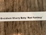 In Spike Fragrant - Oncidium Sharry Baby ‘Red Fantasy’ (3.5” Pot) - Image 8