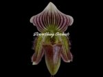 In Spike Paphiopedilum Fairy Bird (3.5” pot)