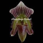 In Spike Paphiopedilum Fairy Bird (3.5” pot)