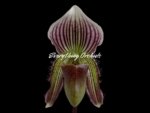 In Spike Paphiopedilum Fairy Bird (3.5” pot) - Image 2
