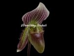 In Spike Paphiopedilum Fairy Bird (3.5” pot) - Image 3