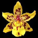 Double Spikes Odontocidium Tiger Crow 'Golden Girl' (3.5” pot)