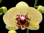 In Spikes Phalaenopsis I-Hsin Picachu (4.5" pot)