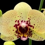 In Spikes Phalaenopsis I-Hsin Picachu (4.5" pot)
