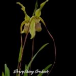 Phragmipedium Leslie Garay (longifollum 'Blast as Night' x caudatum var. warszewiczlanum) (4.5” pot)