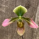 In Spike Paph. Apres Midi (appletonianum x hookerae) (2” pot)
